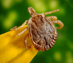 tick crawling on grass