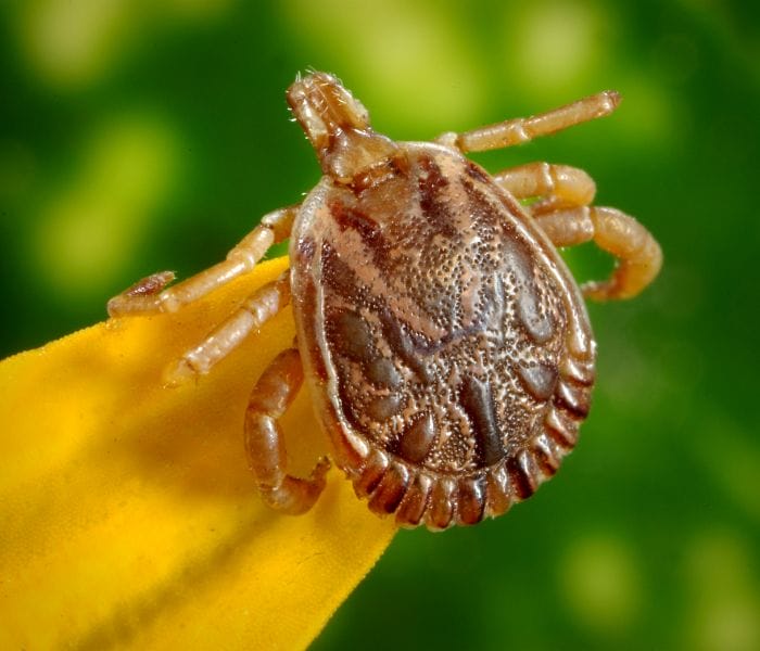 You Found A Tick On Your Child – Now What?