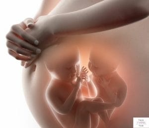 Photo of twins insdie the womb. This post discusses everything you need to know about the third trimester of twins pregnancy.